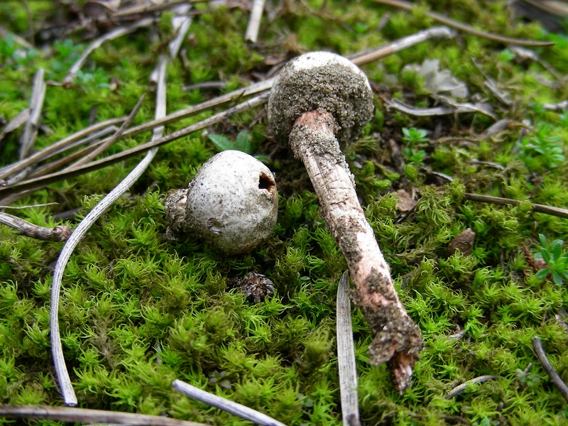 593  Febbraio vecchio ritrovamento